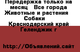 Передержка только на месяц - Все города Животные и растения » Собаки   . Краснодарский край,Геленджик г.